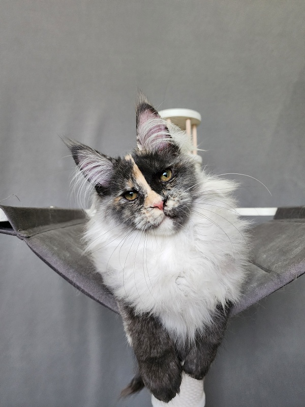 Pelageya Akbars (polydactyl) 55/66 - Kitten maine-coon 4 months