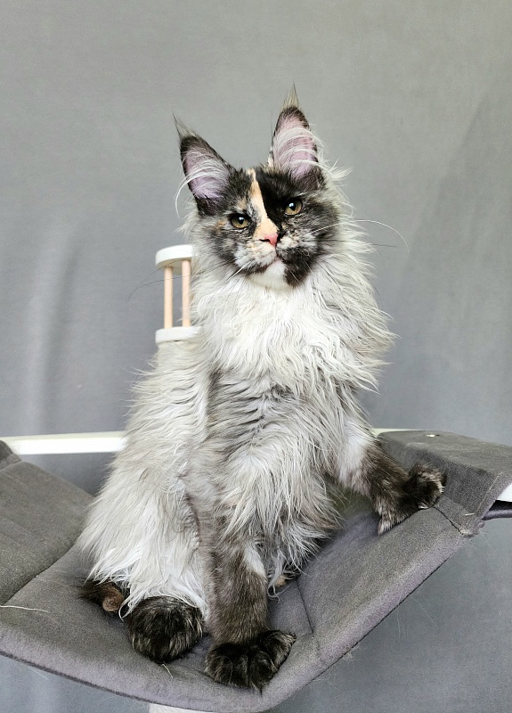 Pelageya Akbars (polydactyl) 55/66 - Kitten maine-coon 4 months