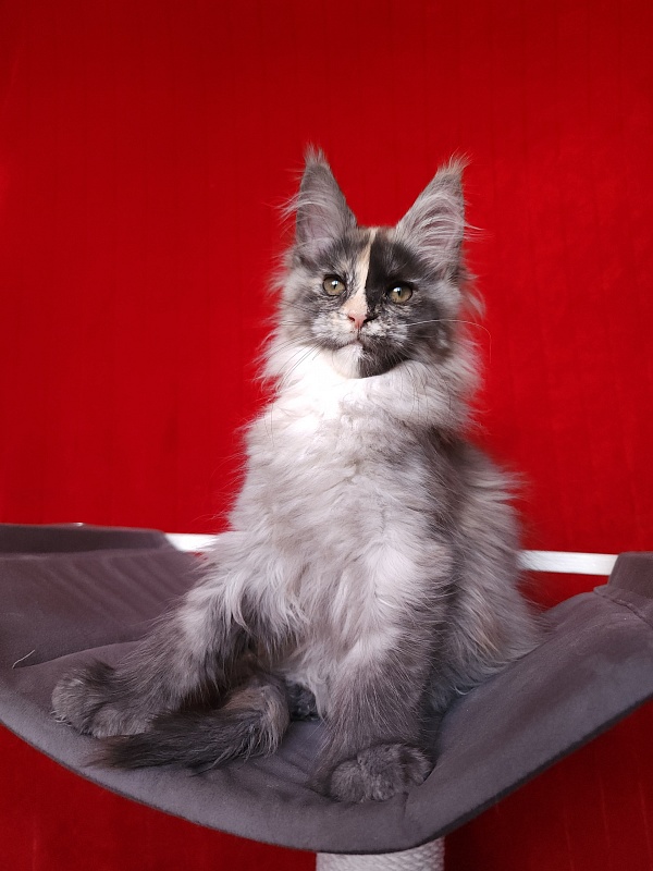 Pelageya Akbars (polydactyl) 55/66 - Kitten maine-coon 2 months 2.5 weeks