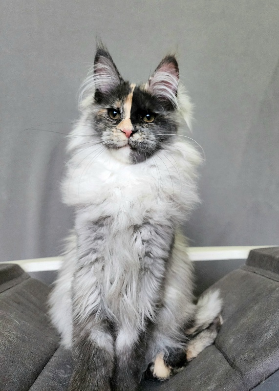 Pelageya Akbars (polydactyl) 55/66 - Kitten maine-coon 4 months