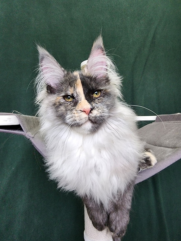 Pelageya Akbars (polydactyl) 55/66 - Kitten maine-coon 4 months