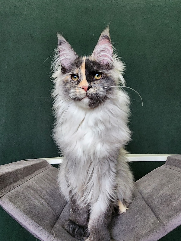 Pelageya Akbars (polydactyl) 55/66 - Kitten maine-coon 4 months