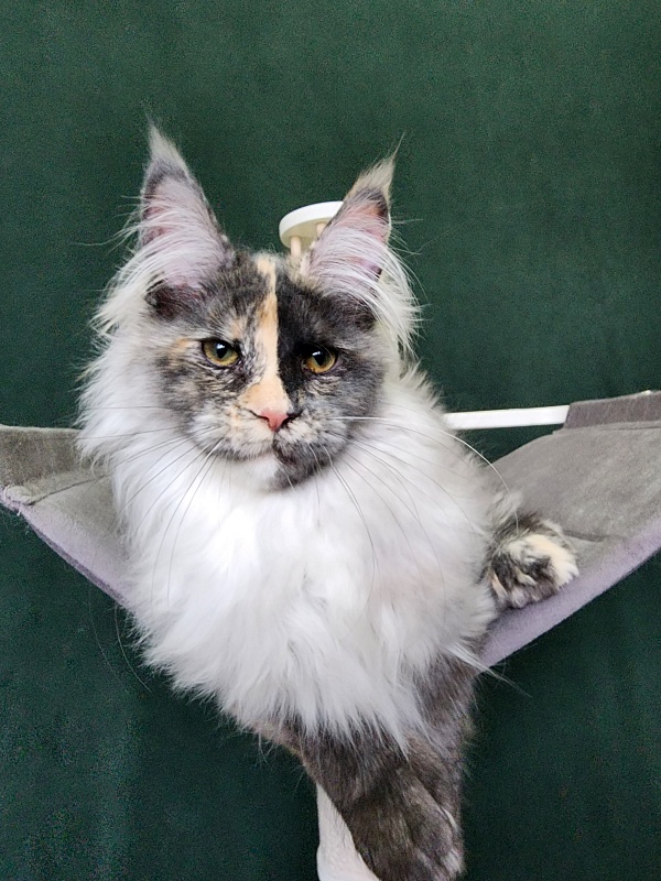 Pelageya Akbars (polydactyl) 55/66 - Kitten maine-coon 4 months