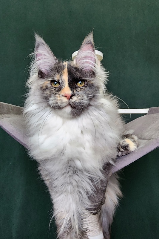 Pelageya Akbars (polydactyl) 55/66 - Kitten maine-coon 4 months