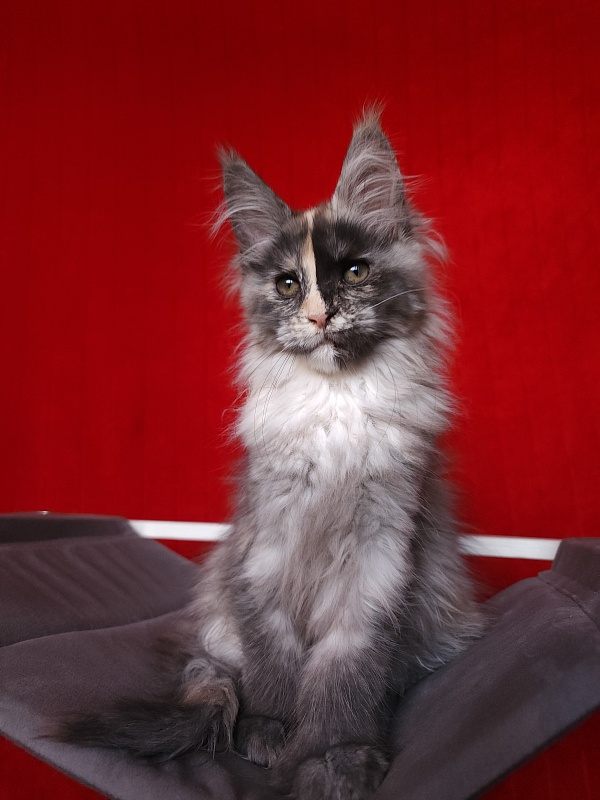 Pelageya Akbars (polydactyl) 55/66 - Kitten maine-coon 2 months 2.5 weeks