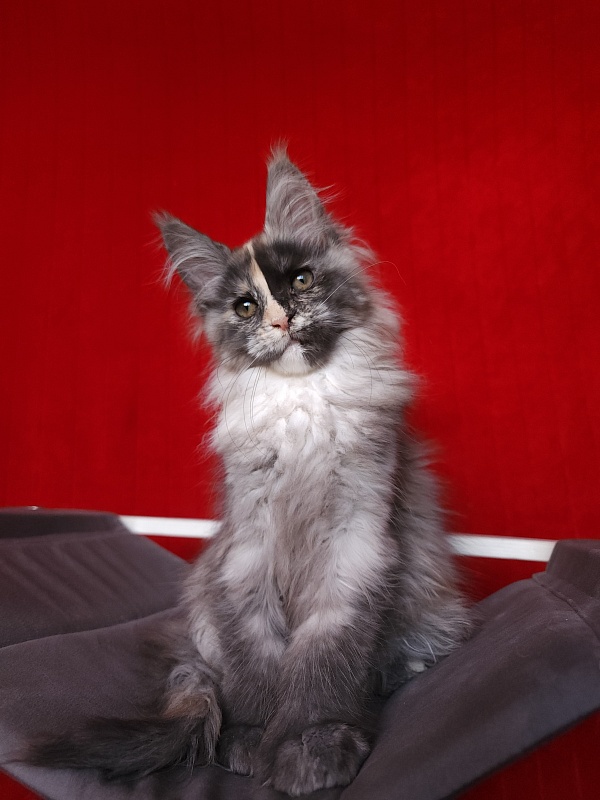 Pelageya Akbars (polydactyl) 55/66 - Kitten maine-coon 2 months 2.5 weeks