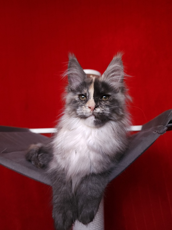 Pelageya Akbars (polydactyl) 55/66 - Kitten maine-coon 2 months 2.5 weeks
