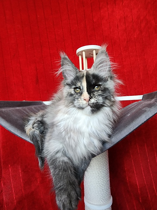 Pelageya Akbars (polydactyl) 55/66 - Kitten maine-coon 2 months 2.5 weeks