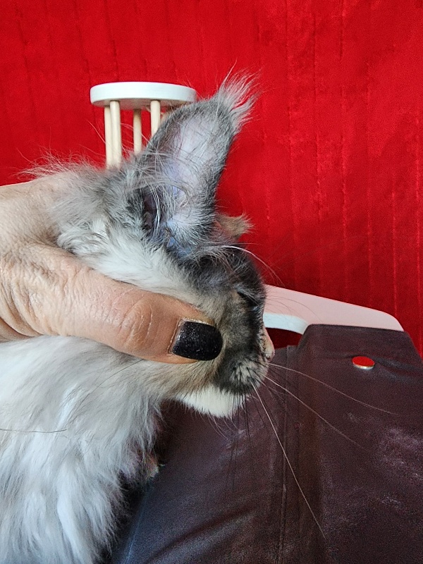Pelageya Akbars (polydactyl) 55/66 - Kitten maine-coon 2 months 2.5 weeks