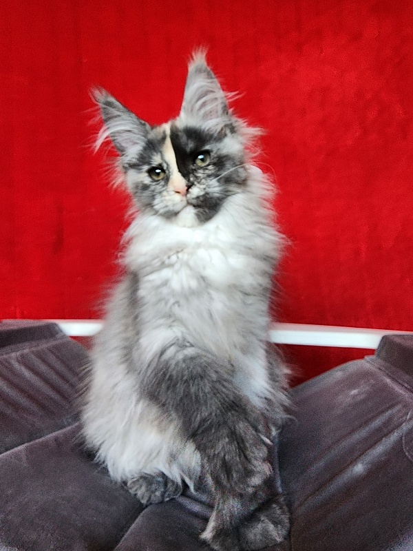 Pelageya Akbars (polydactyl) 55/66 - Kitten maine-coon 2 months 2.5 weeks