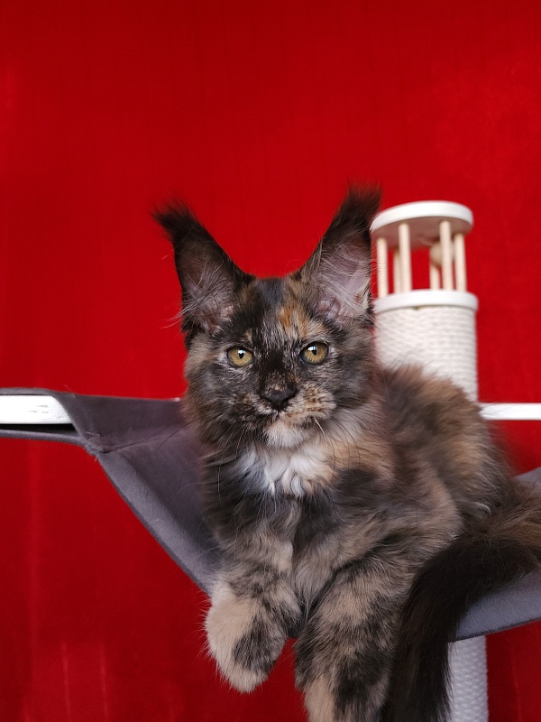 Praskovya Akbars (polydactyl) 55/66 - Kitten maine-coon 2 months 2.5 weeks