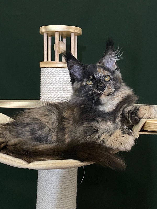 Praskovya Akbars (polydactyl) 55/66 - Kitten maine-coon 3 months 1 week