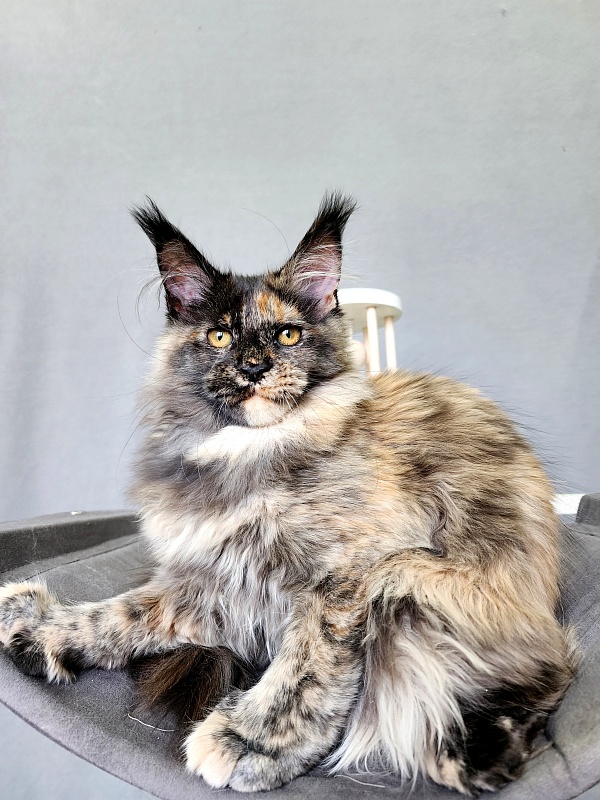 Praskovya Akbars (polydactyl) 55/66 - Kitten maine-coon 4 months