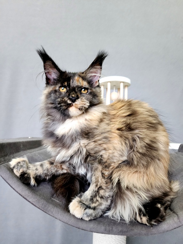 Praskovya Akbars (polydactyl) 55/66 - Kitten maine-coon 4 months