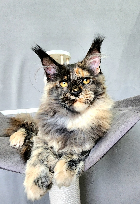 Praskovya Akbars (polydactyl) 55/66 - Kitten maine-coon 4 months