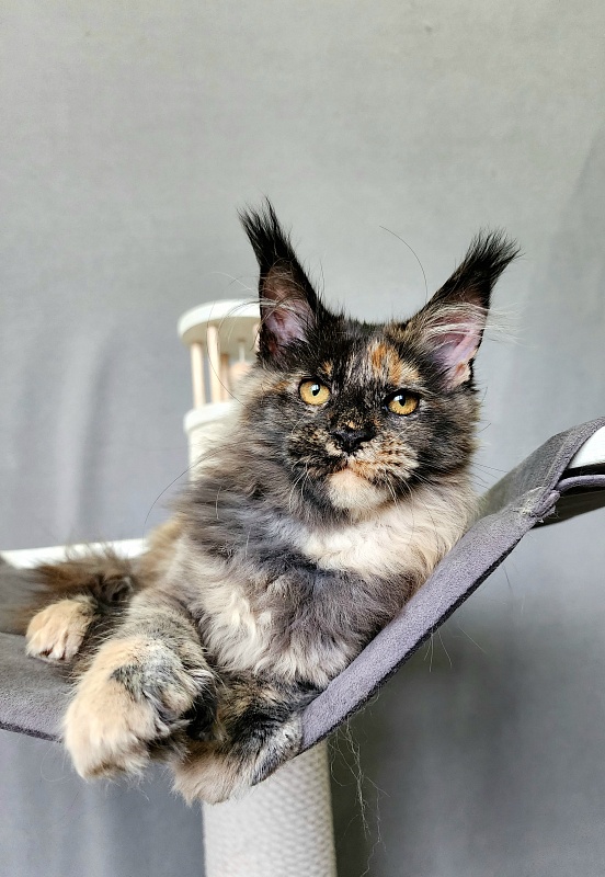 Praskovya Akbars (polydactyl) 55/66 - Kitten maine-coon 4 months