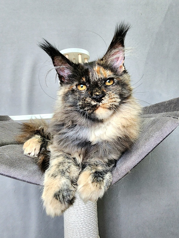 Praskovya Akbars (polydactyl) 55/66 - Kitten maine-coon 4 months
