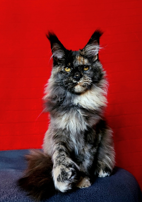 Praskovya Akbars (polydactyl) 55/66 - Kitten maine-coon 5 months 0.5 weeks