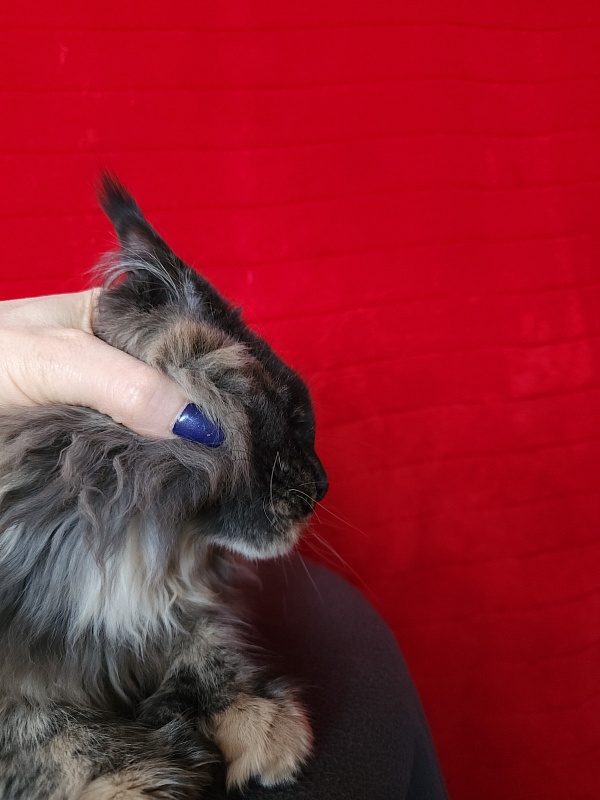 Praskovya Akbars (polydactyl) 55/66 - Kitten maine-coon 5 months 0.5 weeks
