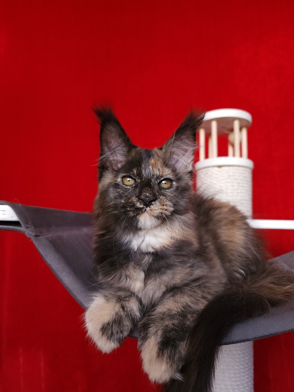 Praskovya Akbars (polydactyl) 55/66 - Kitten maine-coon 2 months 2.5 weeks