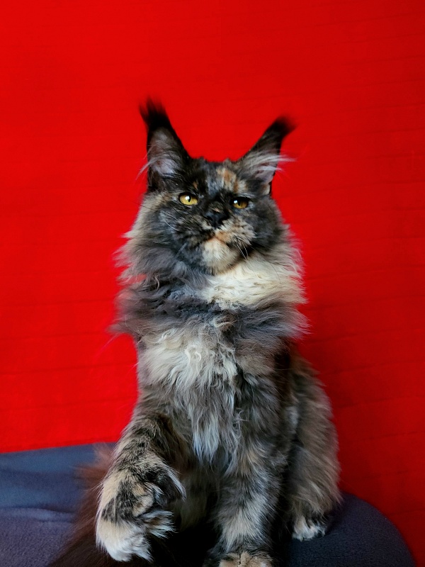Praskovya Akbars (polydactyl) 55/66 - Kitten maine-coon 5 months 0.5 weeks