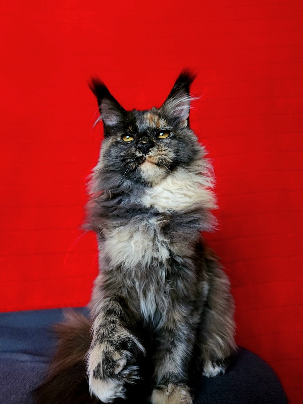 Praskovya Akbars (polydactyl) 55/66 - Kitten maine-coon 5 months 0.5 weeks