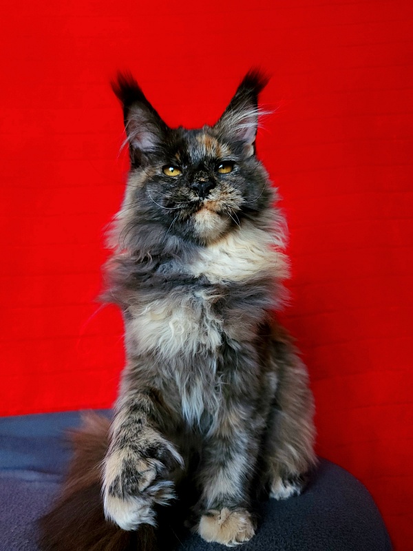 Praskovya Akbars (polydactyl) 55/66 - Kitten maine-coon 5 months 0.5 weeks