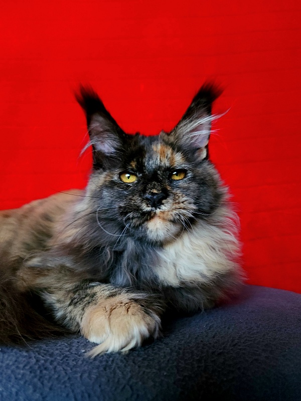 Praskovya Akbars (polydactyl) 55/66 - Kitten maine-coon 5 months 0.5 weeks