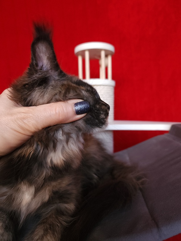 Praskovya Akbars (polydactyl) 55/66 - Kitten maine-coon 2 months 2.5 weeks