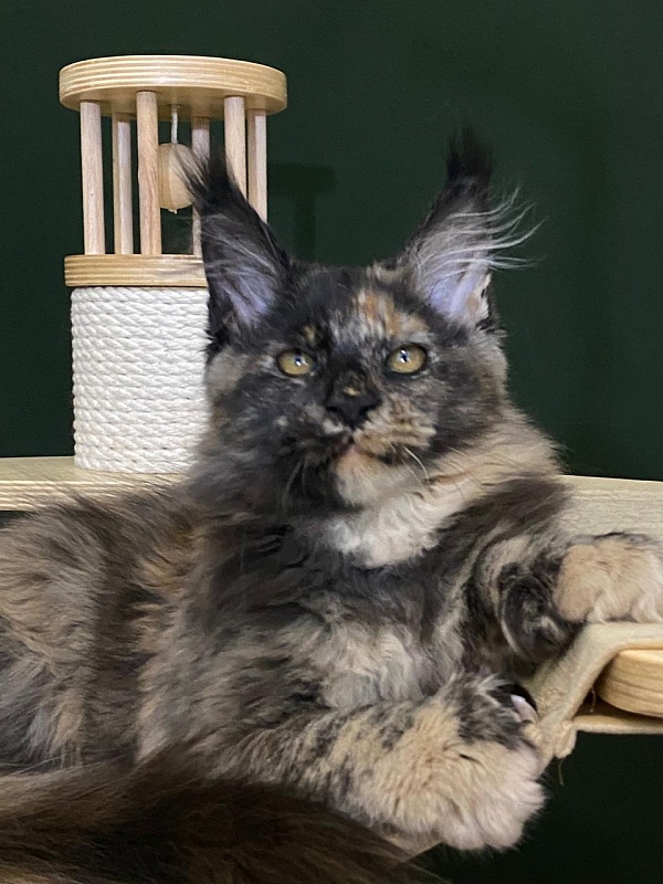 Praskovya Akbars (polydactyl) 55/66 - Kitten maine-coon 3 months 1 week