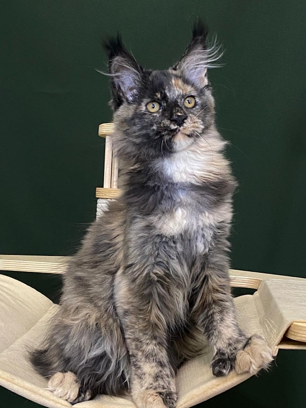 Praskovya Akbars (polydactyl) 55/66 - Kitten maine-coon 3 months 1 week