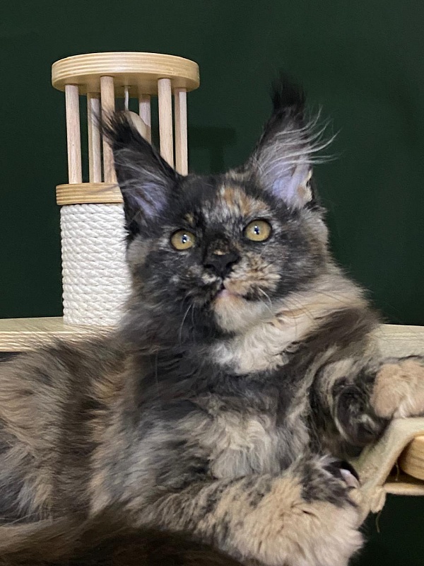 Praskovya Akbars (polydactyl) 55/66 - Kitten maine-coon 3 months 1 week