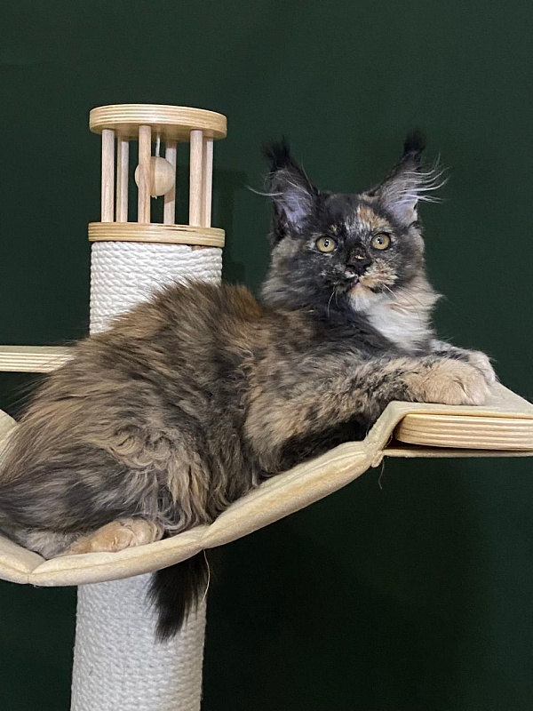 Praskovya Akbars (polydactyl) 55/66 - Kitten maine-coon 3 months 1 week