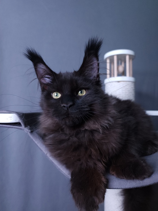 Twix Akbars (polydactyl 66/66) - Kitten maine-coon 4 months 1 week