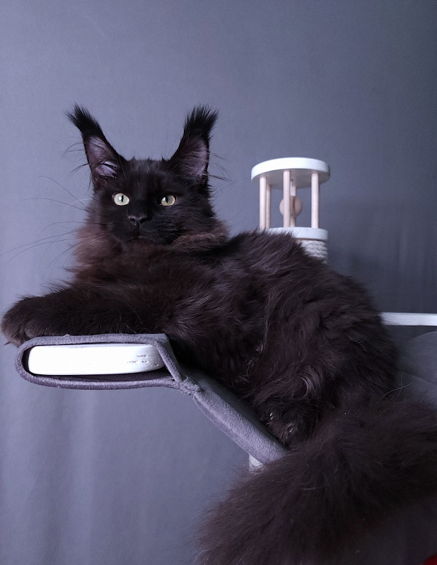 Twix Akbars (polydactyl 66/66) - Kitten maine-coon 4 months 1 week