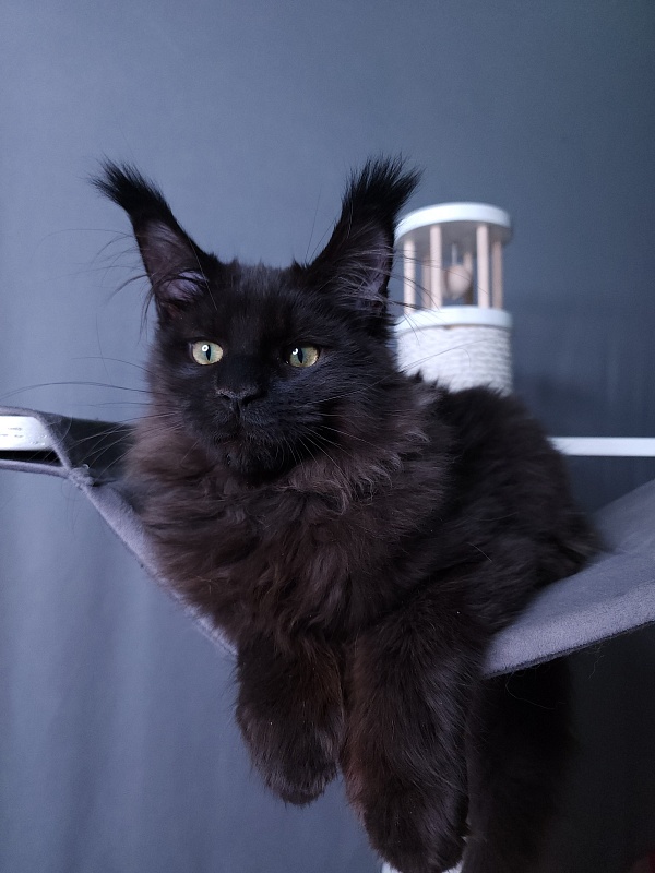Twix Akbars (polydactyl 66/66) - Kitten maine-coon 4 months 1 week
