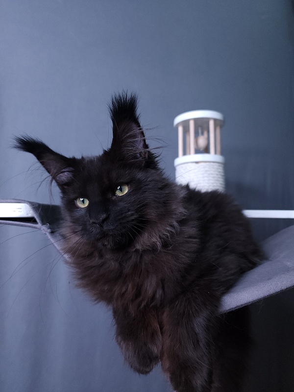 Twix Akbars (polydactyl 66/66) - Kitten maine-coon 4 months 1 week