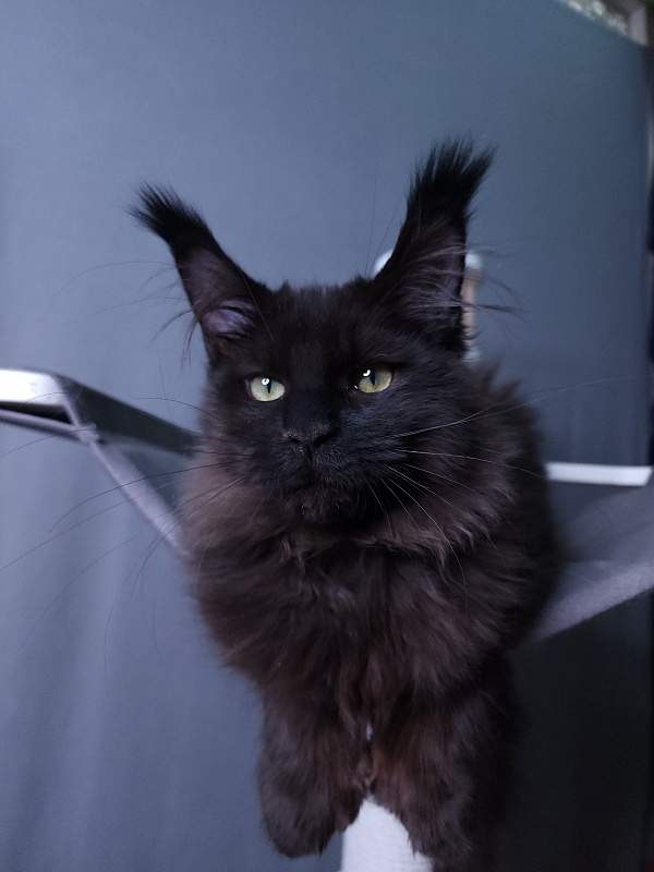 Twix Akbars (polydactyl 66/66) - Kitten maine-coon 4 months 1 week