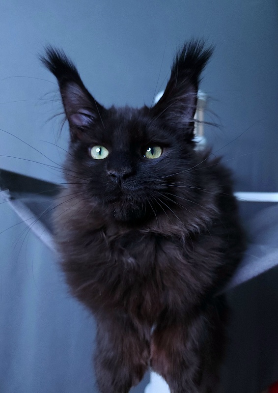 Twix Akbars (polydactyl 66/66) - Kitten maine-coon 4 months 1 week