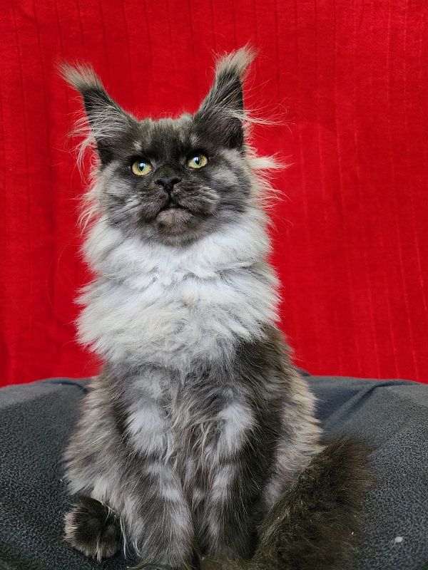 Hazel Akbars - Kitten maine-coon 5 months 1.5 week