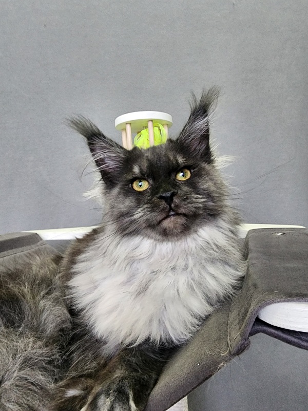 Hazel Akbars - Kitten maine-coon 6 months