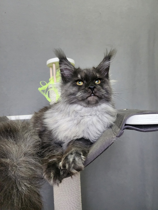 Hazel Akbars - Kitten maine-coon 6 months