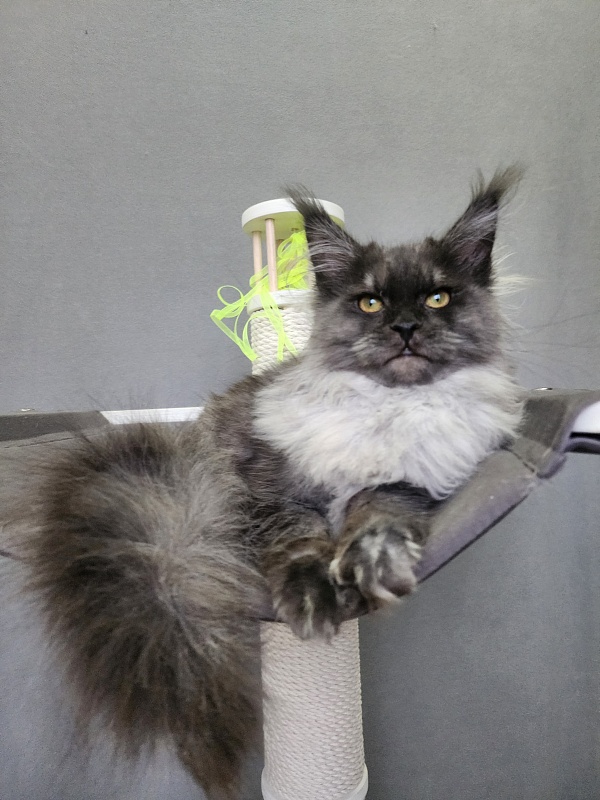 Hazel Akbars - Kitten maine-coon 6 months