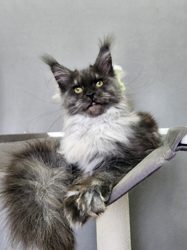 Hazel Akbars - Kitten maine-coon 6 months