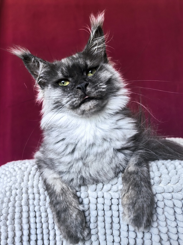 Hazel Akbars - Adult maine-coon 1 year 2.5 weeks