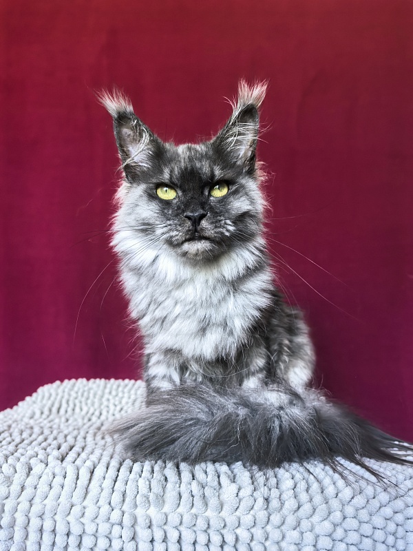 Hazel Akbars - Adult maine-coon 1 year 2.5 weeks