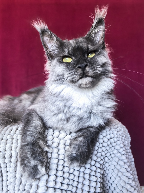 Hazel Akbars - Adult maine-coon 1 year 2.5 weeks