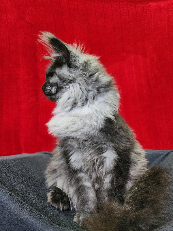 Hazel Akbars - Kitten maine-coon 5 months 1.5 week