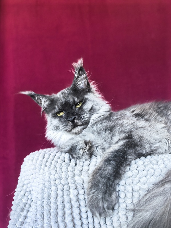 Hazel Akbars - Adult maine-coon 1 year 2.5 weeks