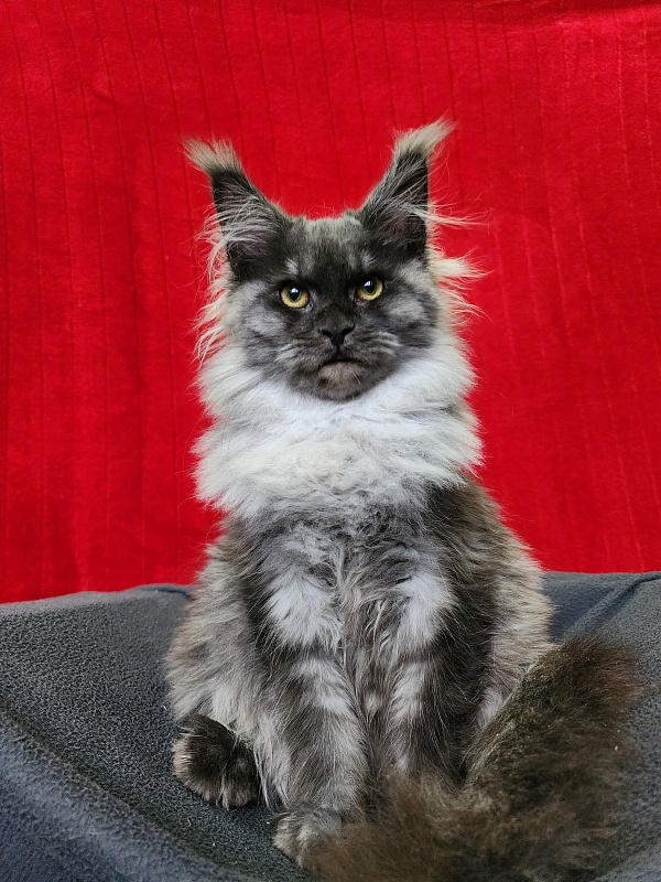 Hazel Akbars - Kitten maine-coon 5 months 1.5 week